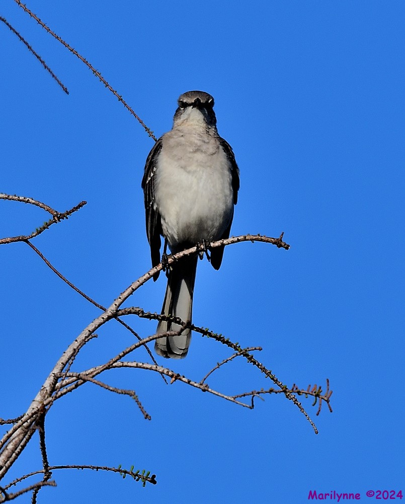 DSC_8202_001.JPG
