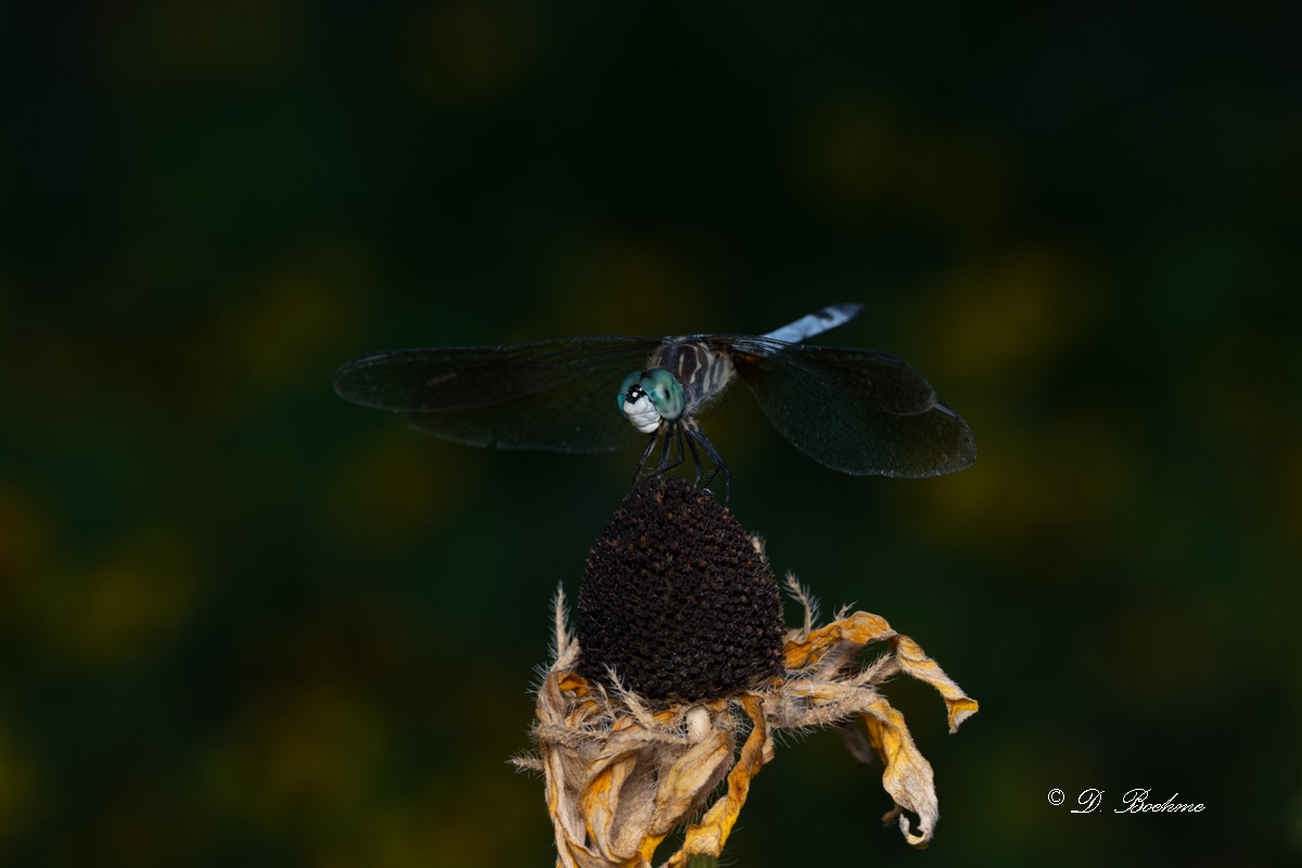 DSC_8206.jpg