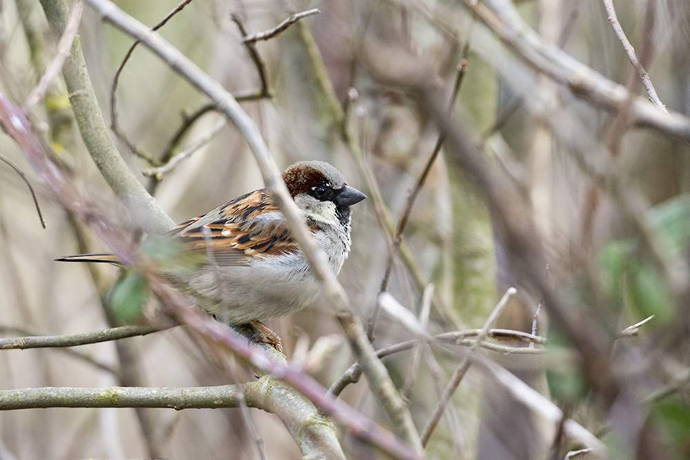 DSC_8210.jpg