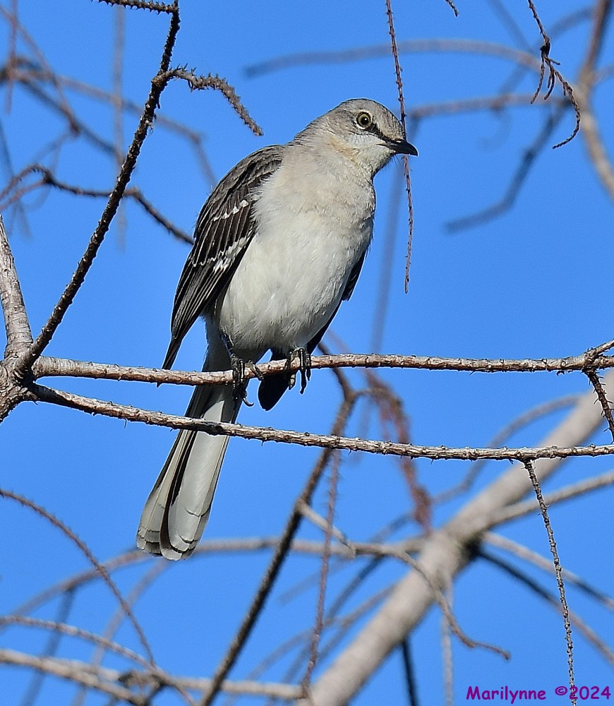 DSC_8212_001.JPG