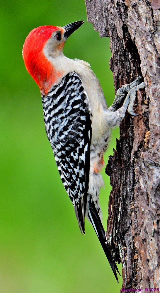 DSC_8215_001.JPG