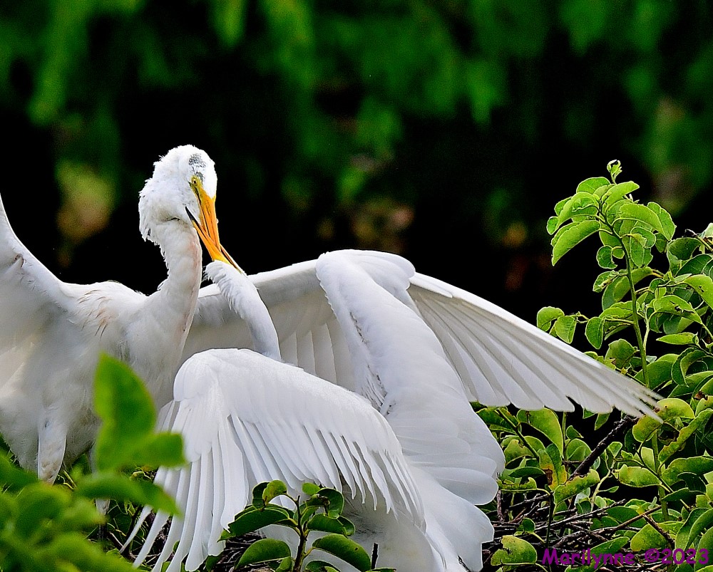 DSC_8215_001.JPG