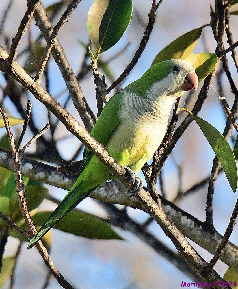 DSC_8216_001.JPG