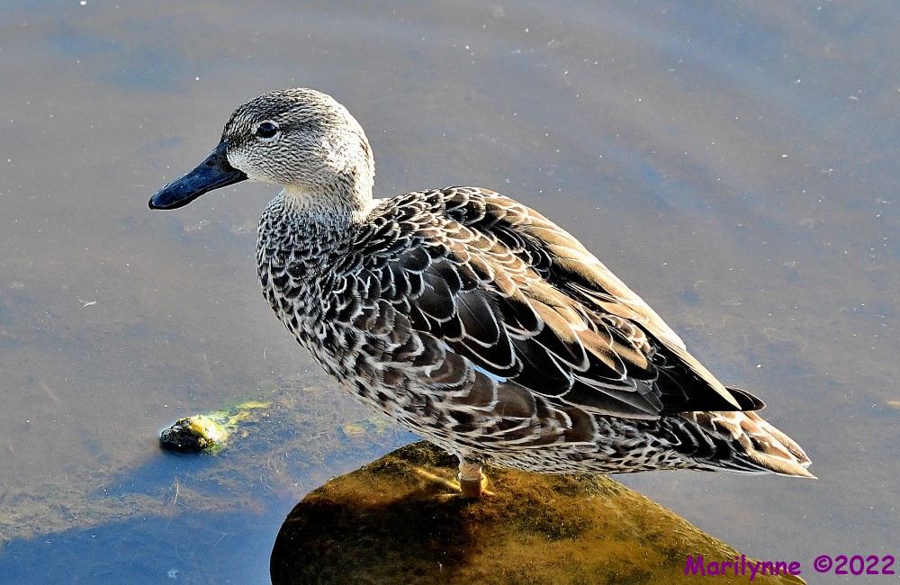 DSC_8218_001.JPG