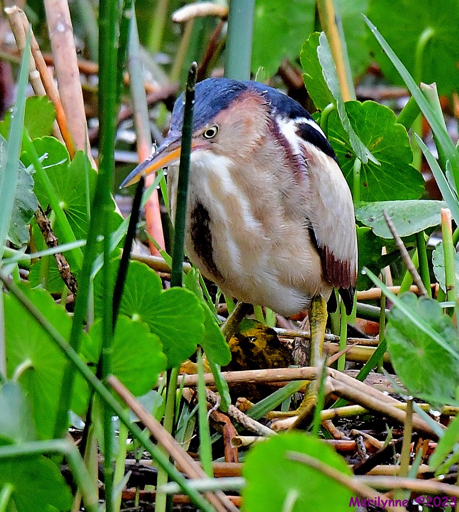 DSC_8219_001.JPG