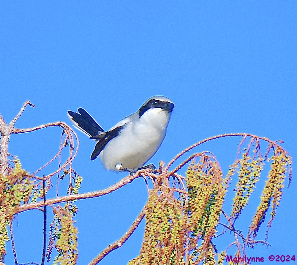 DSC_8219_001.JPG