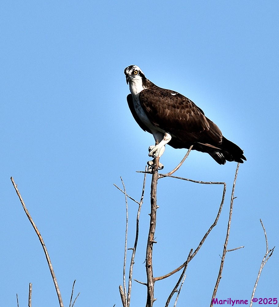 DSC_8220_001.JPG