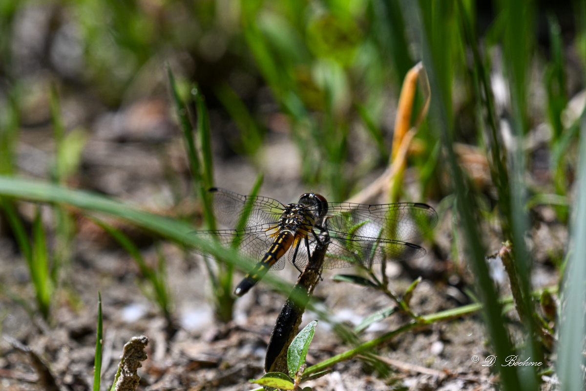 DSC_8223.jpg