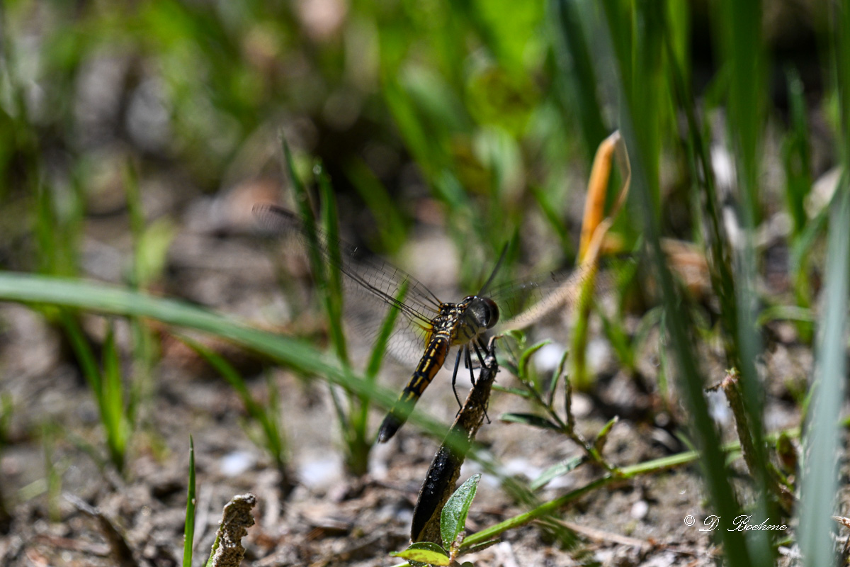 DSC_8224.jpg