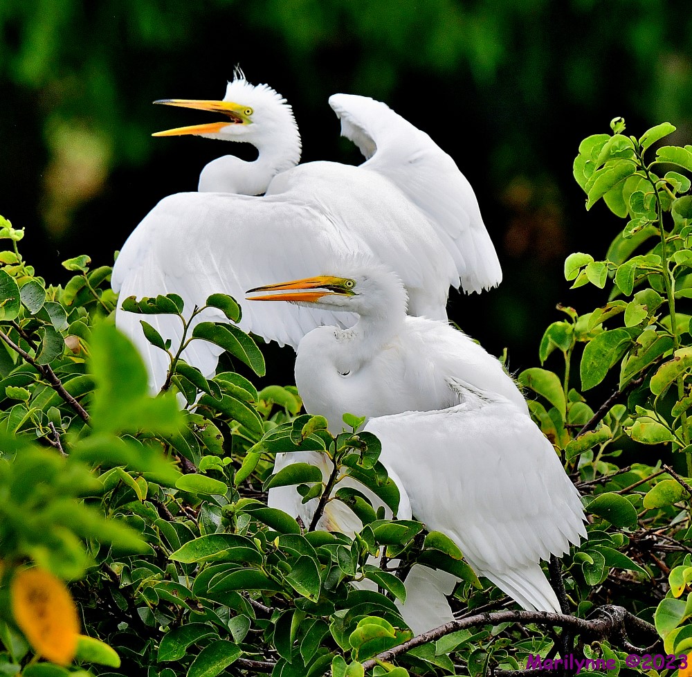DSC_8225_001.JPG
