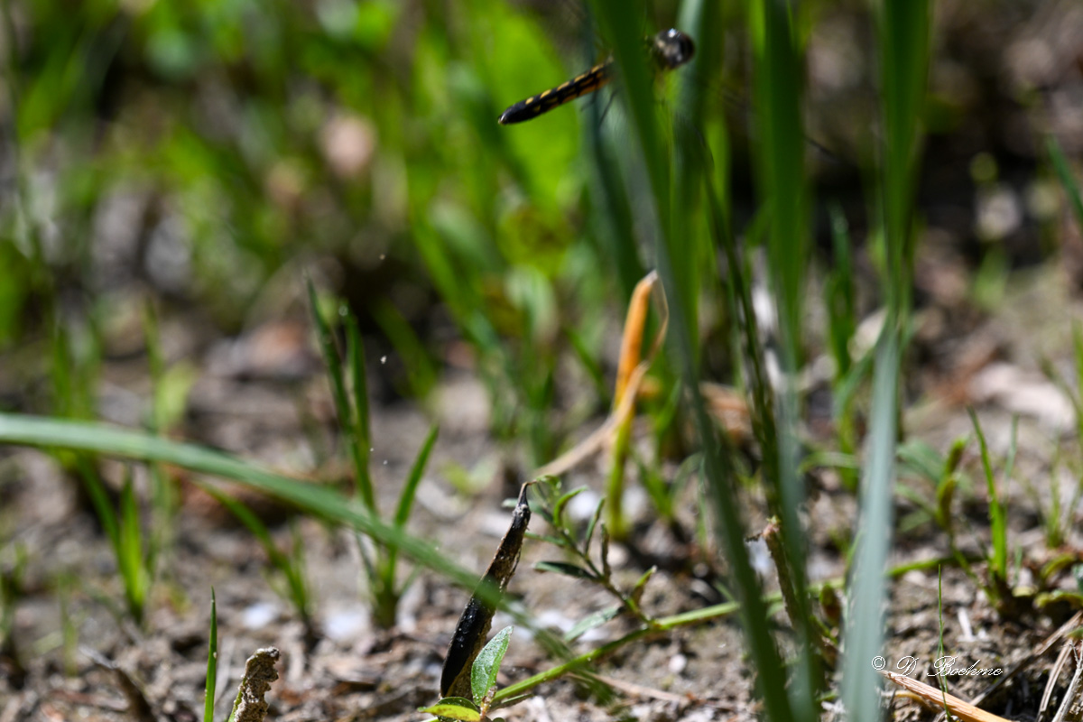 DSC_8226.jpg