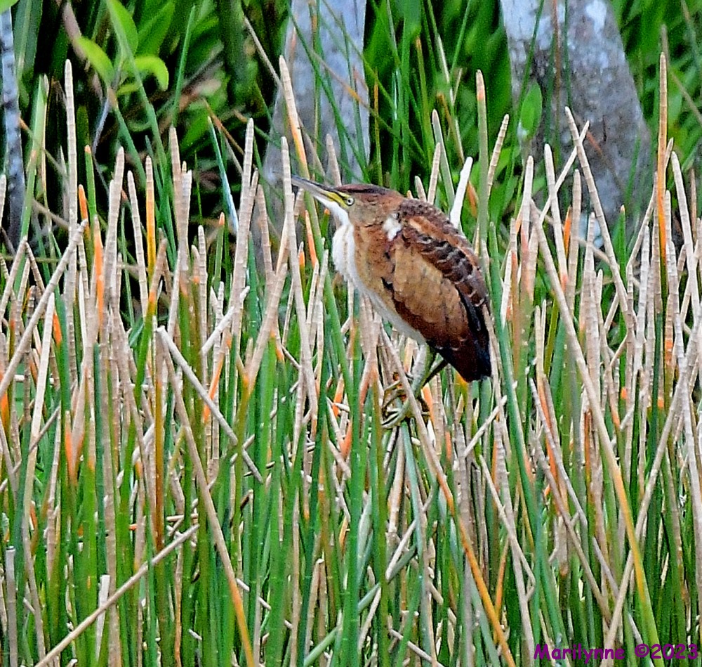 DSC_8226_001.JPG