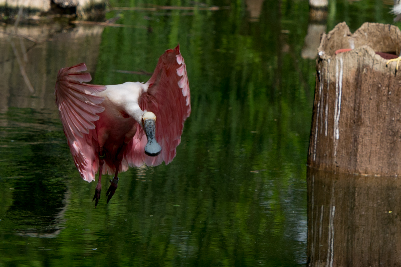 DSC_8227.jpg