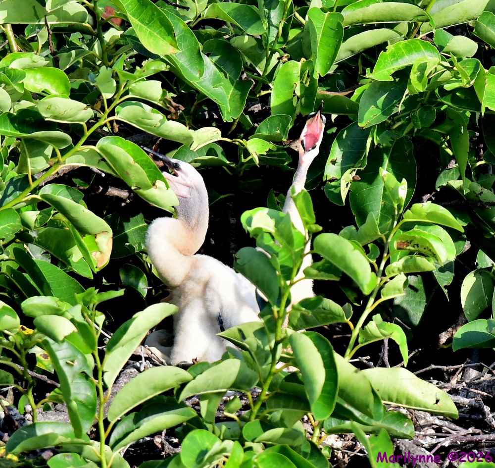 DSC_8230_001.JPG