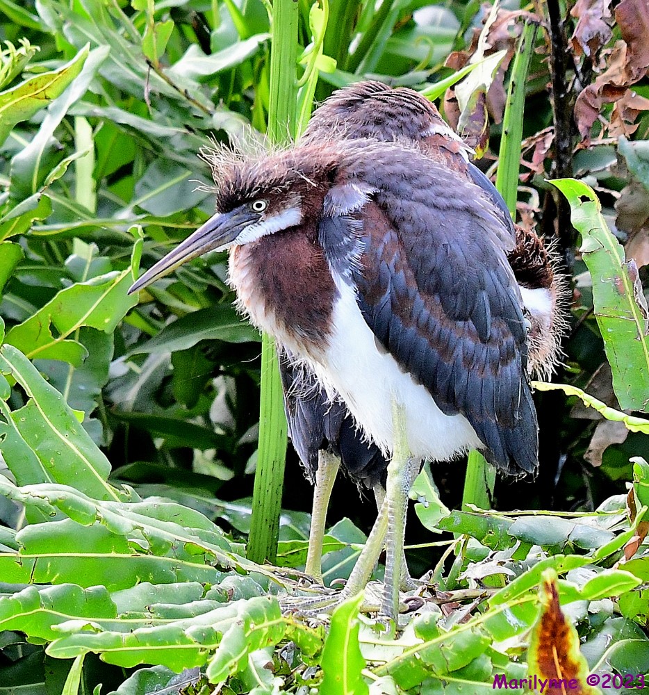 DSC_8231_001.JPG