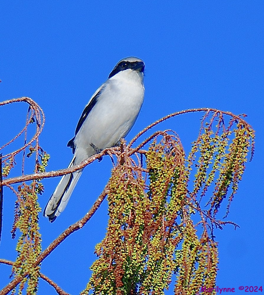 DSC_8231_001.JPG