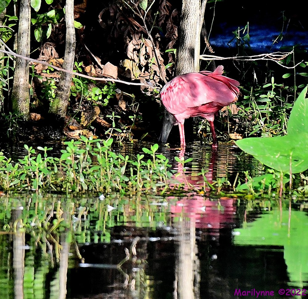 DSC_8234_001.JPG