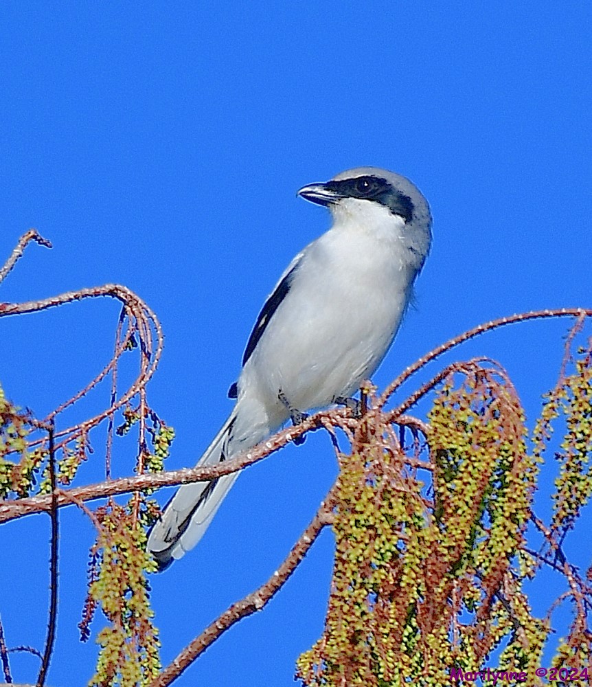 DSC_8234_001.JPG