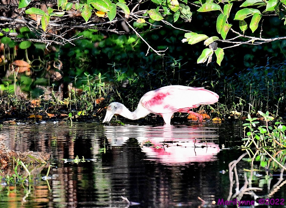 DSC_8236_001.JPG