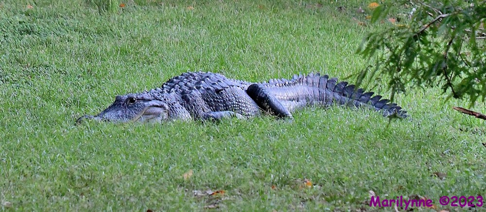 DSC_8236_001.JPG