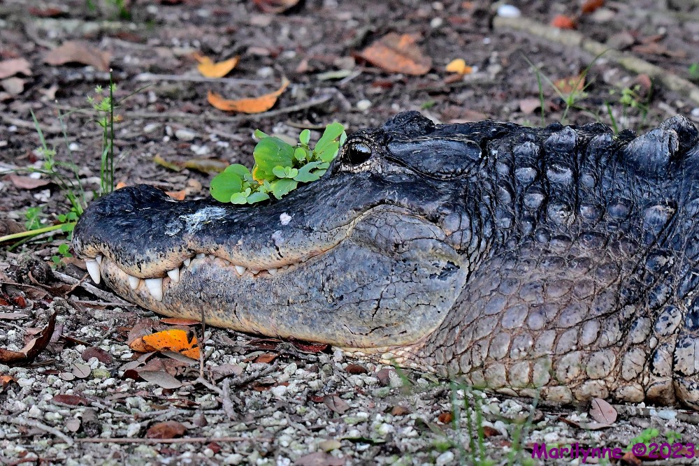 DSC_8239_001.JPG