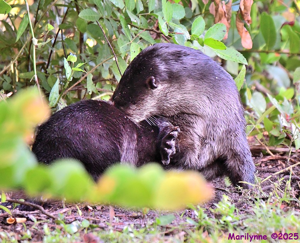 DSC_8239_001.JPG