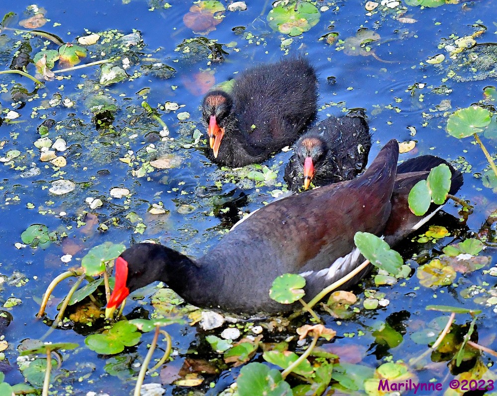 DSC_8241_001.JPG