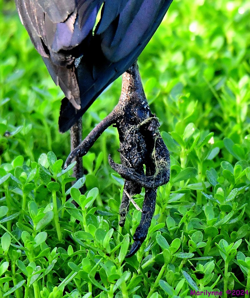 DSC_8241_001.JPG