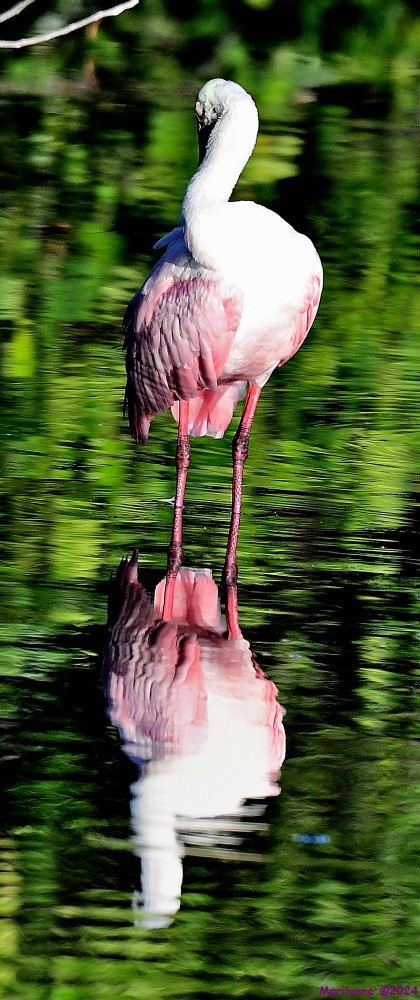 DSC_8241_stitch3_001.JPG