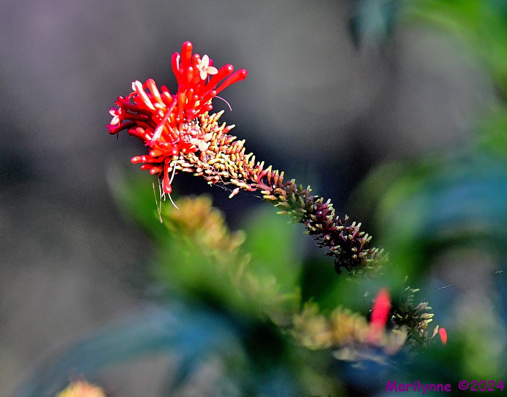 DSC_8242_001.JPG