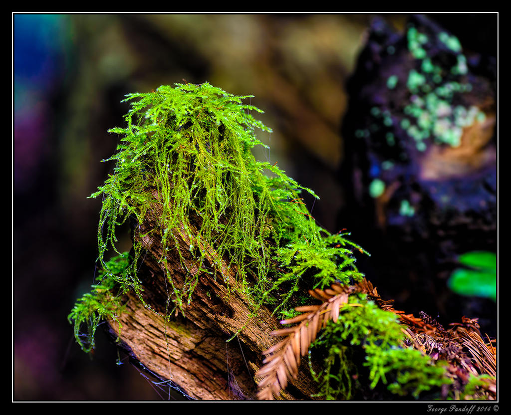 DSC_8244.jpg