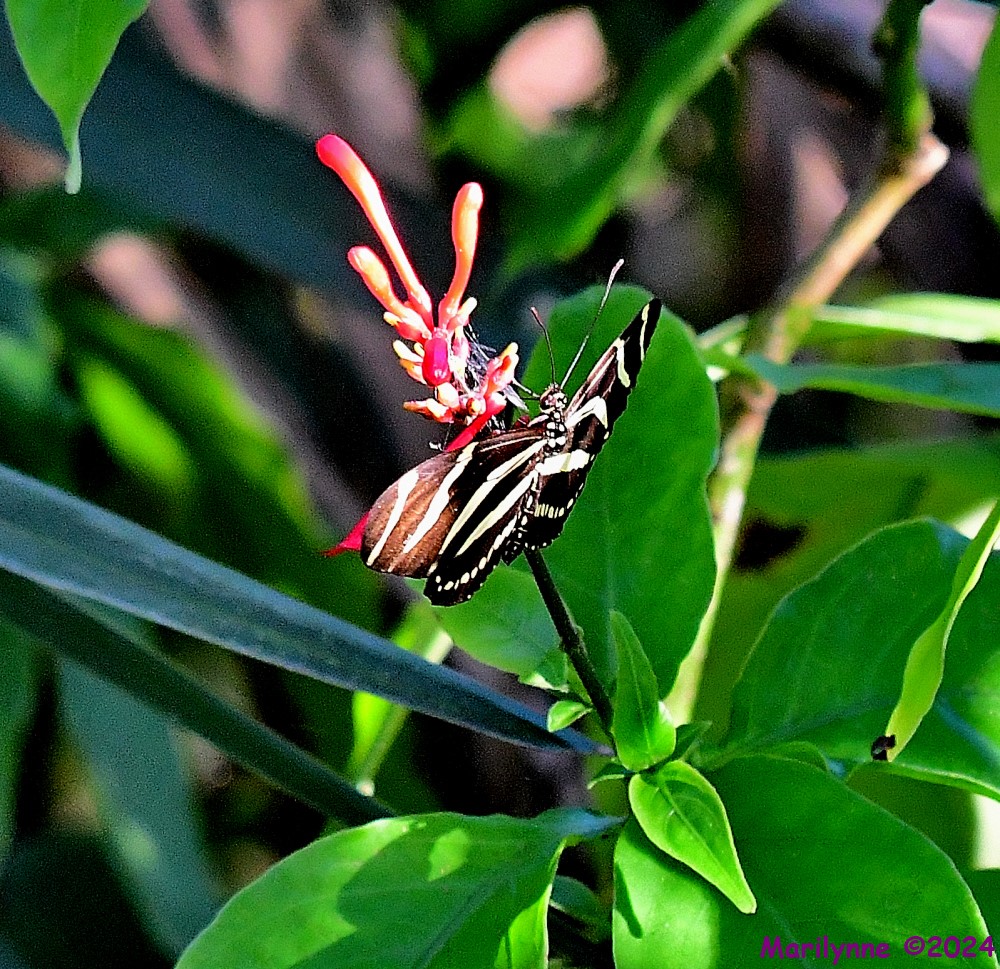 DSC_8244_001.JPG