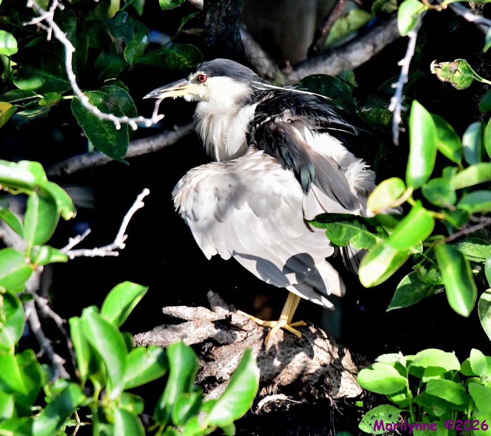 DSC_8245_001.JPG