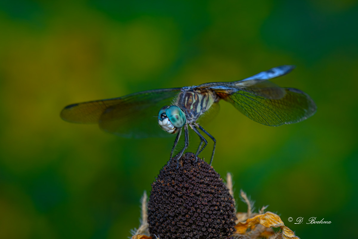 DSC_8246-topaz-rawdenoise.jpg