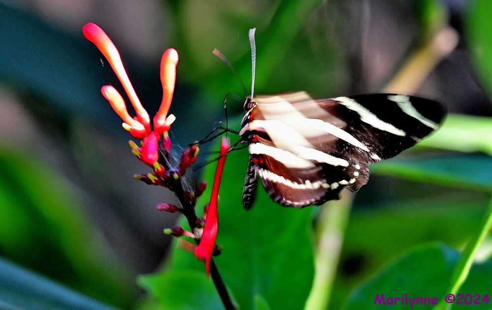 DSC_8246_001.JPG