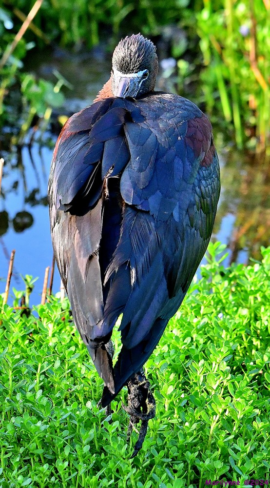 DSC_8246_001.JPG