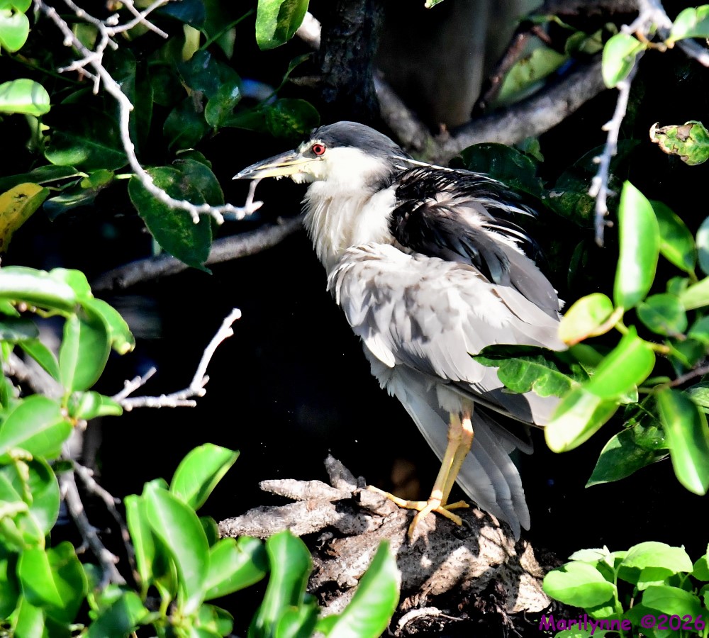 DSC_8246_001.JPG