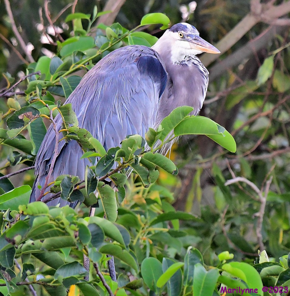 DSC_8247_001.JPG