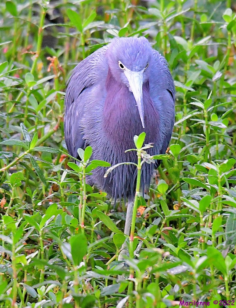 DSC_8248_001.JPG