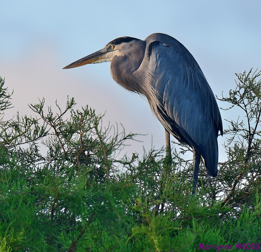 DSC_8248_001.JPG