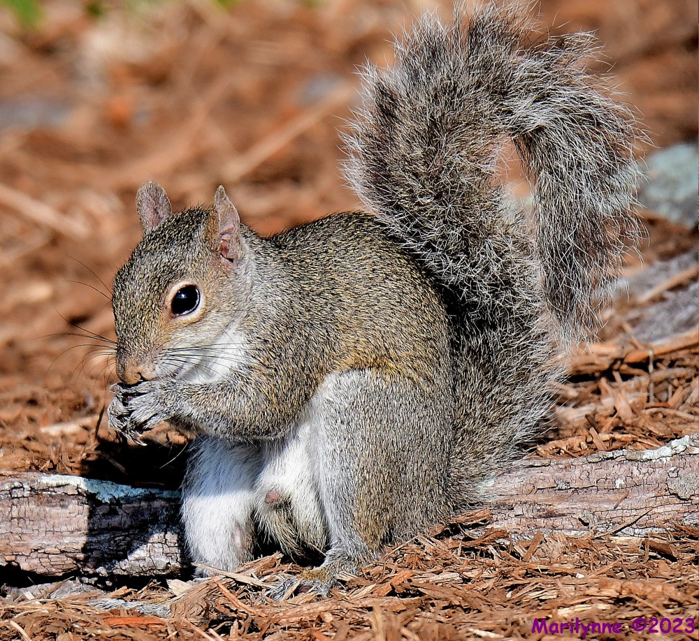 DSC_8249_001.JPG
