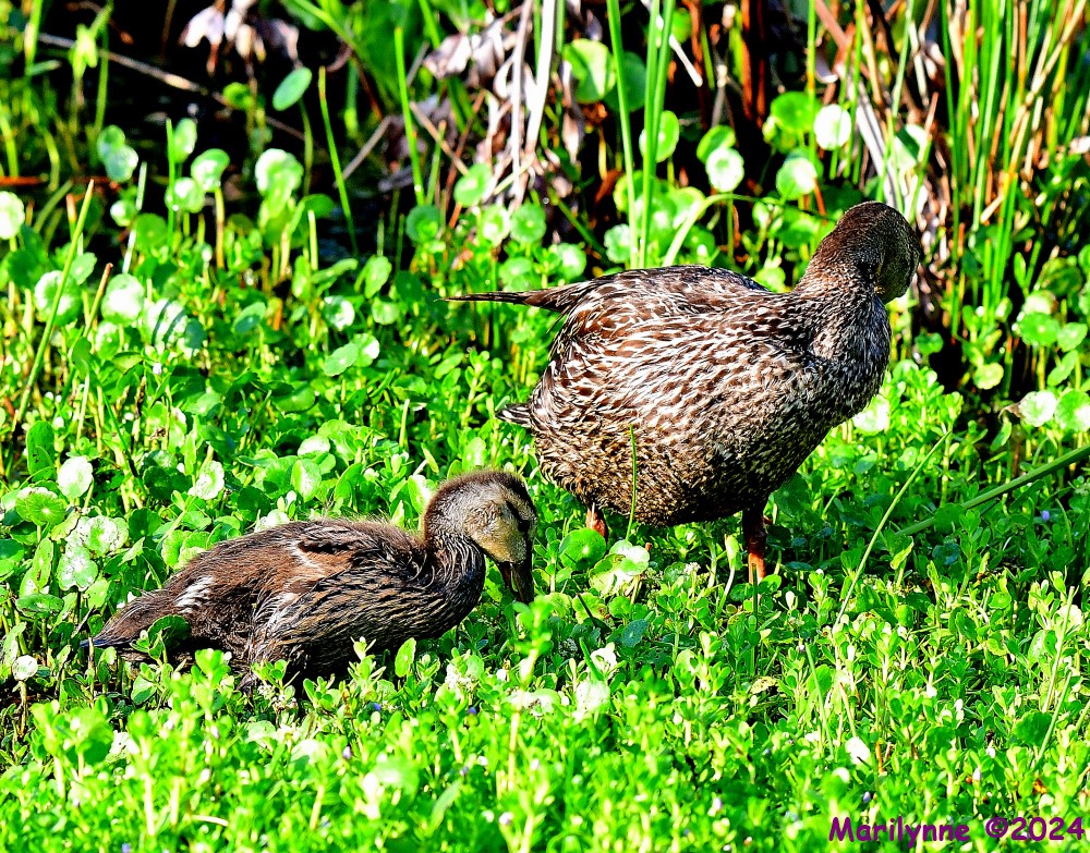 DSC_8250_001.JPG