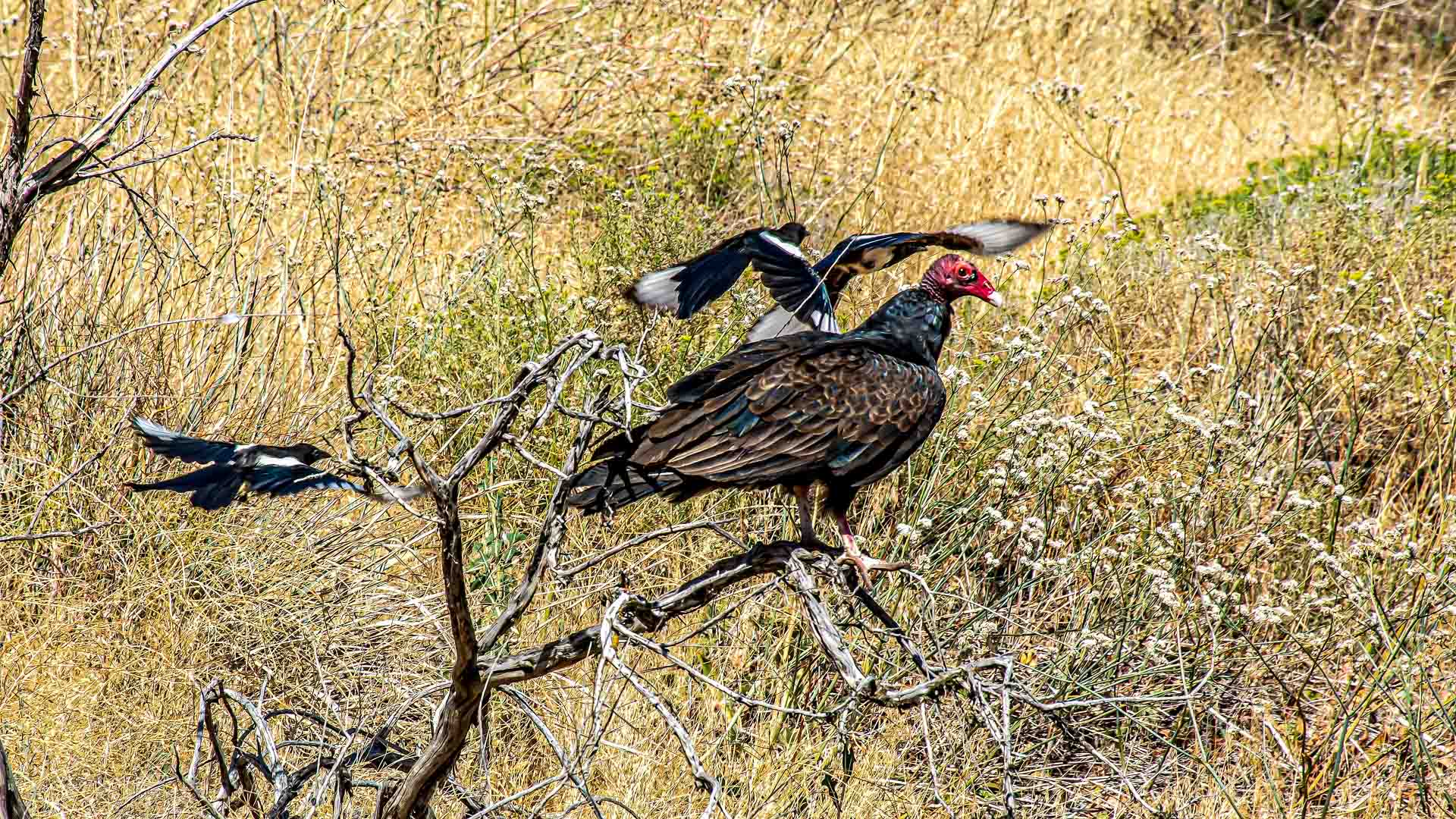 DSC_8252-Edit.jpg