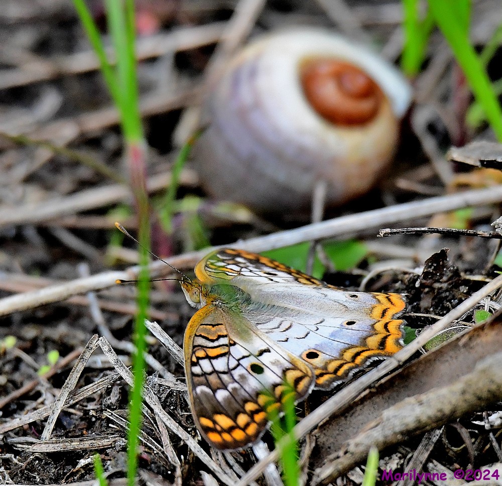 DSC_8253_001.JPG