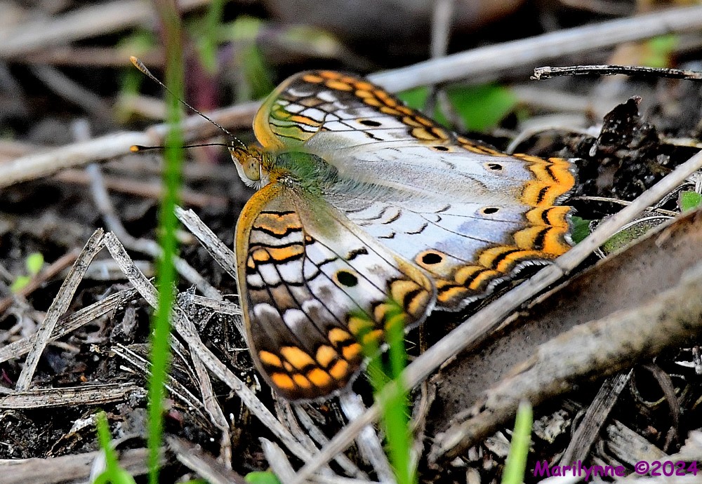 DSC_8254_001.JPG