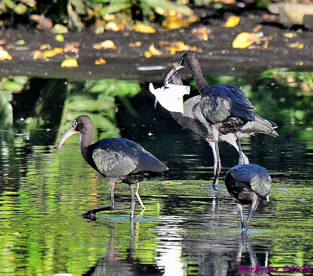 DSC_8255_001.JPG