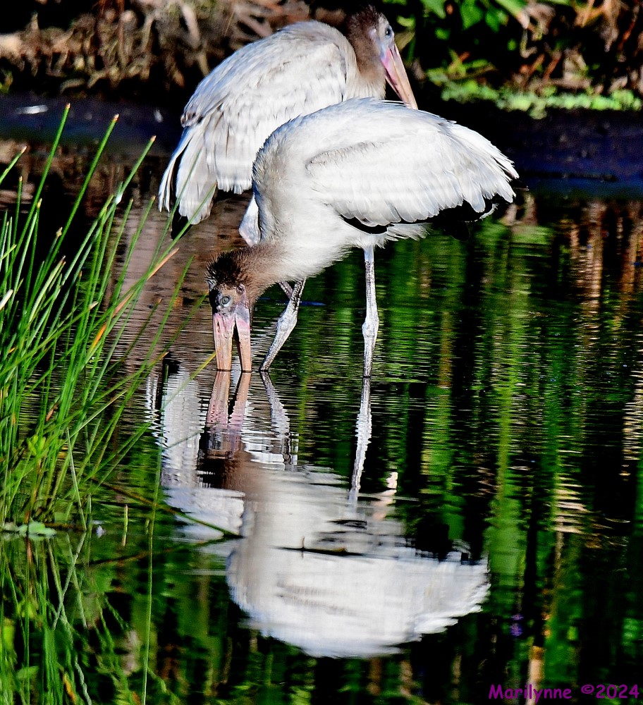 DSC_8258_001.JPG