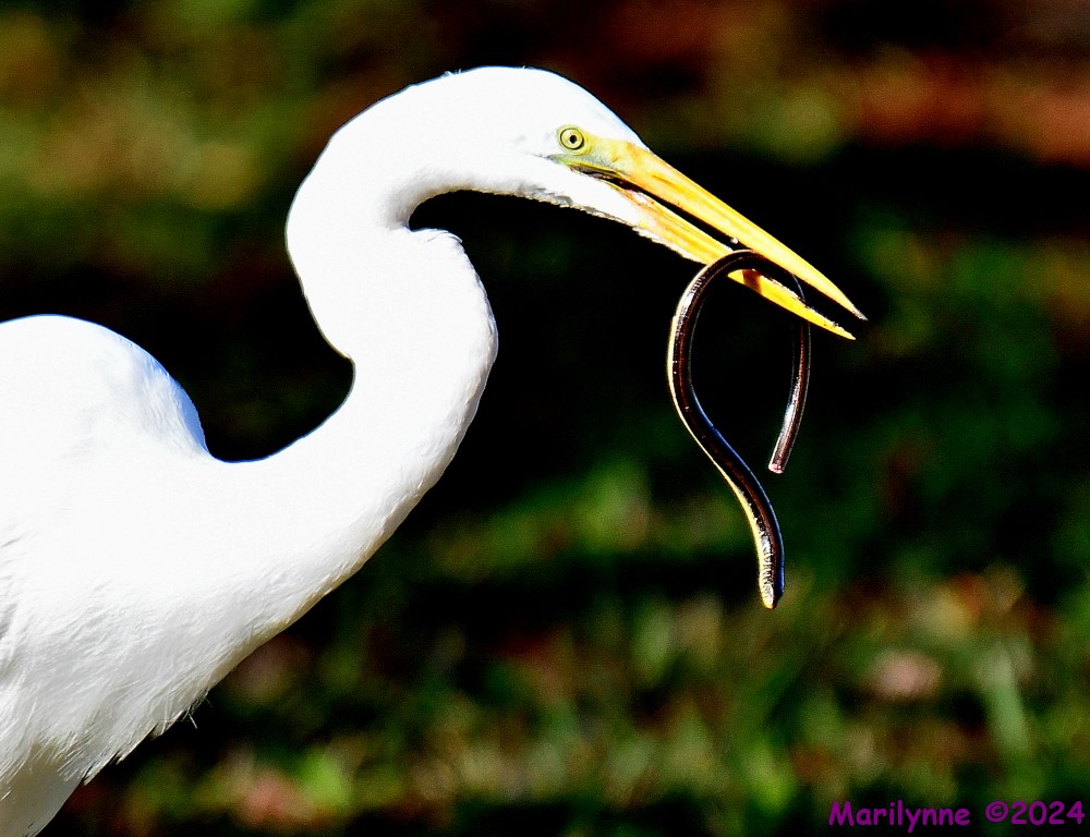 DSC_8260_001.JPG
