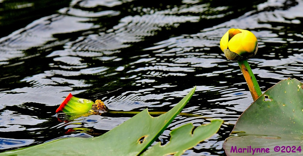 DSC_8262_001.JPG