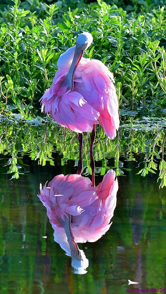 DSC_8263_001.JPG